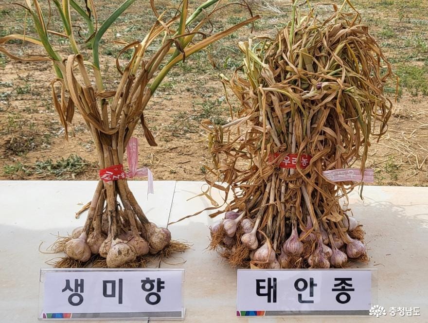 충남도 농업기술원, 순한 맛 신품종 마늘 ‘생미향’ 첫선