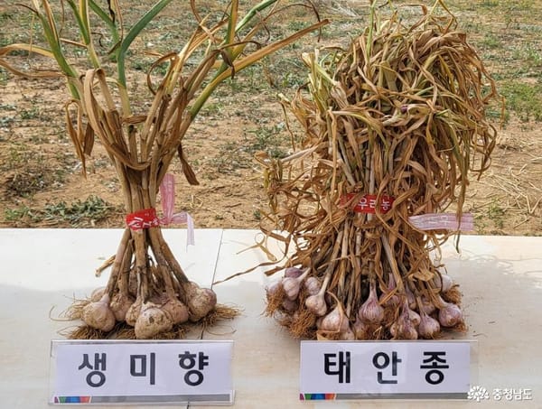 충남도 농업기술원, 순한 맛 신품종 마늘 ‘생미향’ 첫선